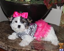 biewer puppy posted by my babydoll yorkies